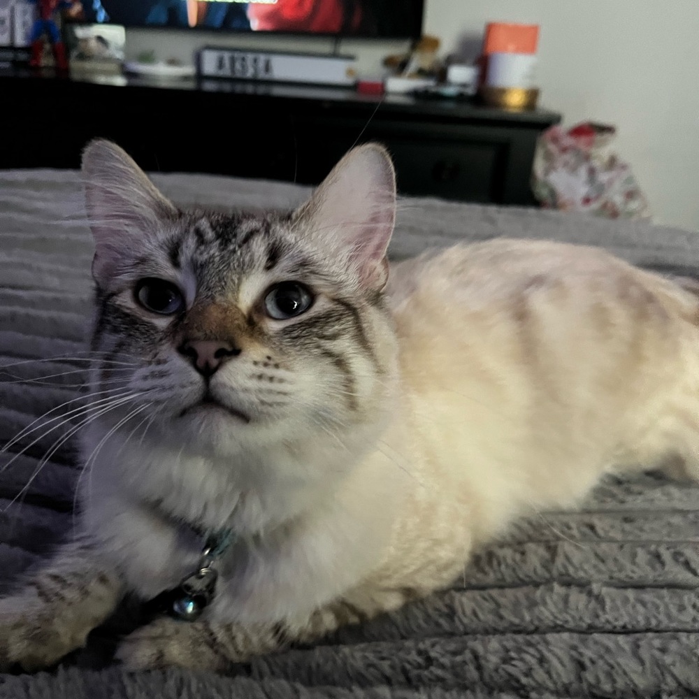 Meet your Posher, Alyssa